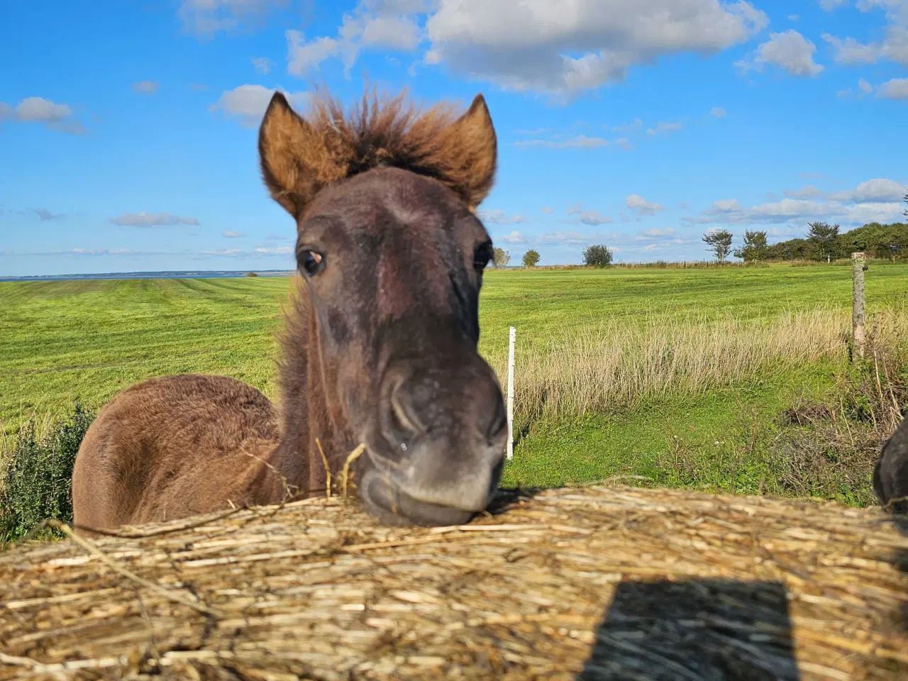 Billede 9 - Super lækkert hingsteføl💙
