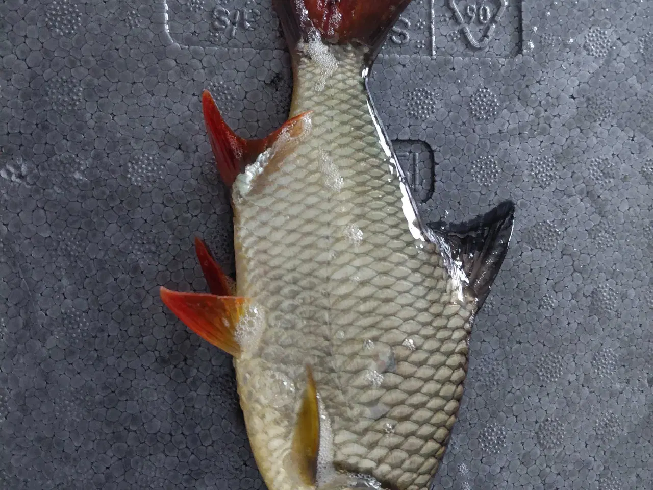 Billede 1 - Stor fisk 