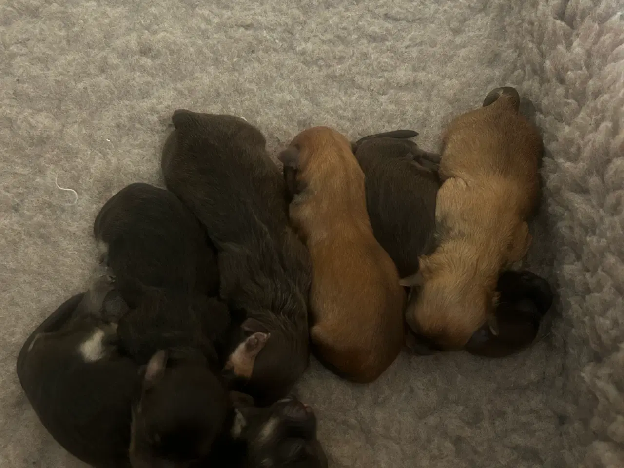 Billede 4 - Bichon havanais hvalpe