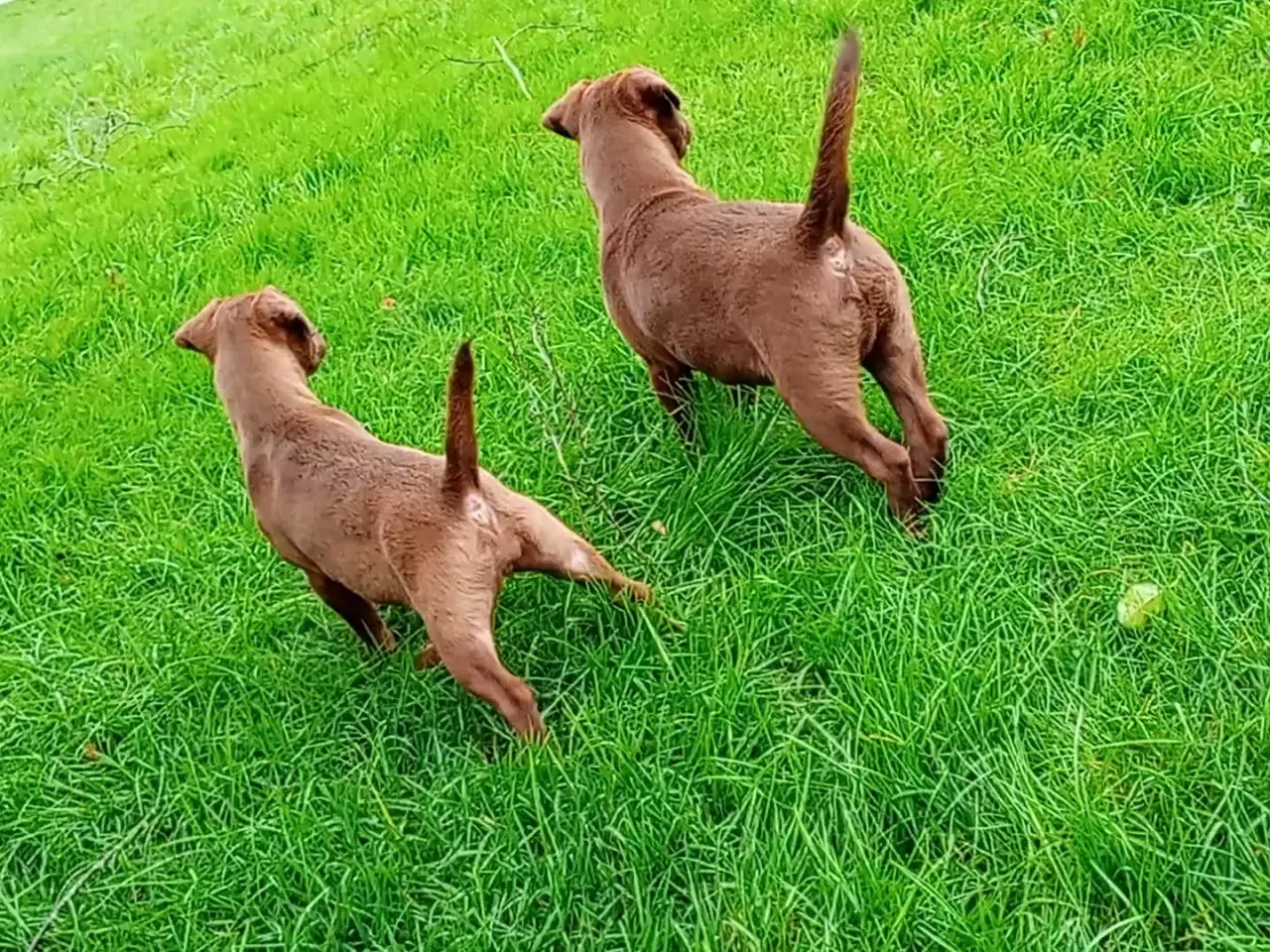 Billede 4 - Patterdale Terrier hvalpe