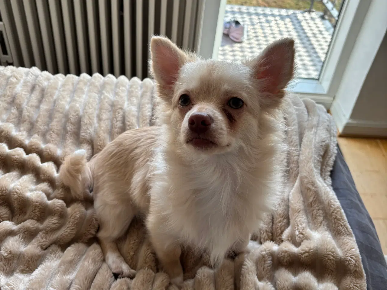 Billede 2 - Lang håret chihuahua 