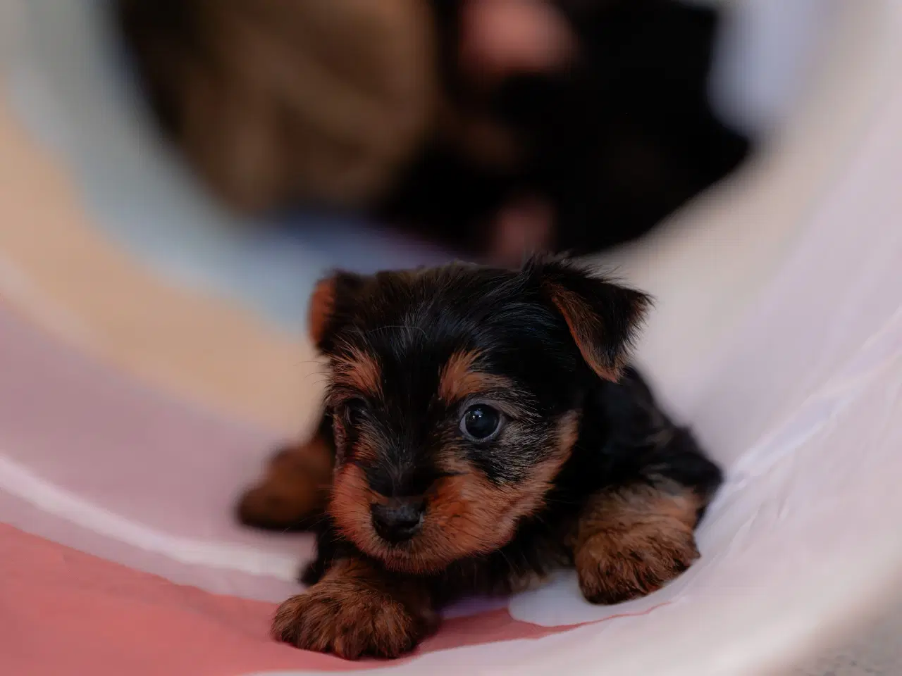 Billede 1 - Australsk silky terrier 