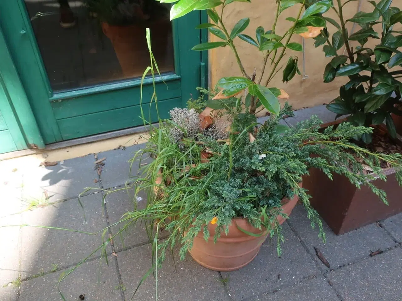 Billede 3 - Plante