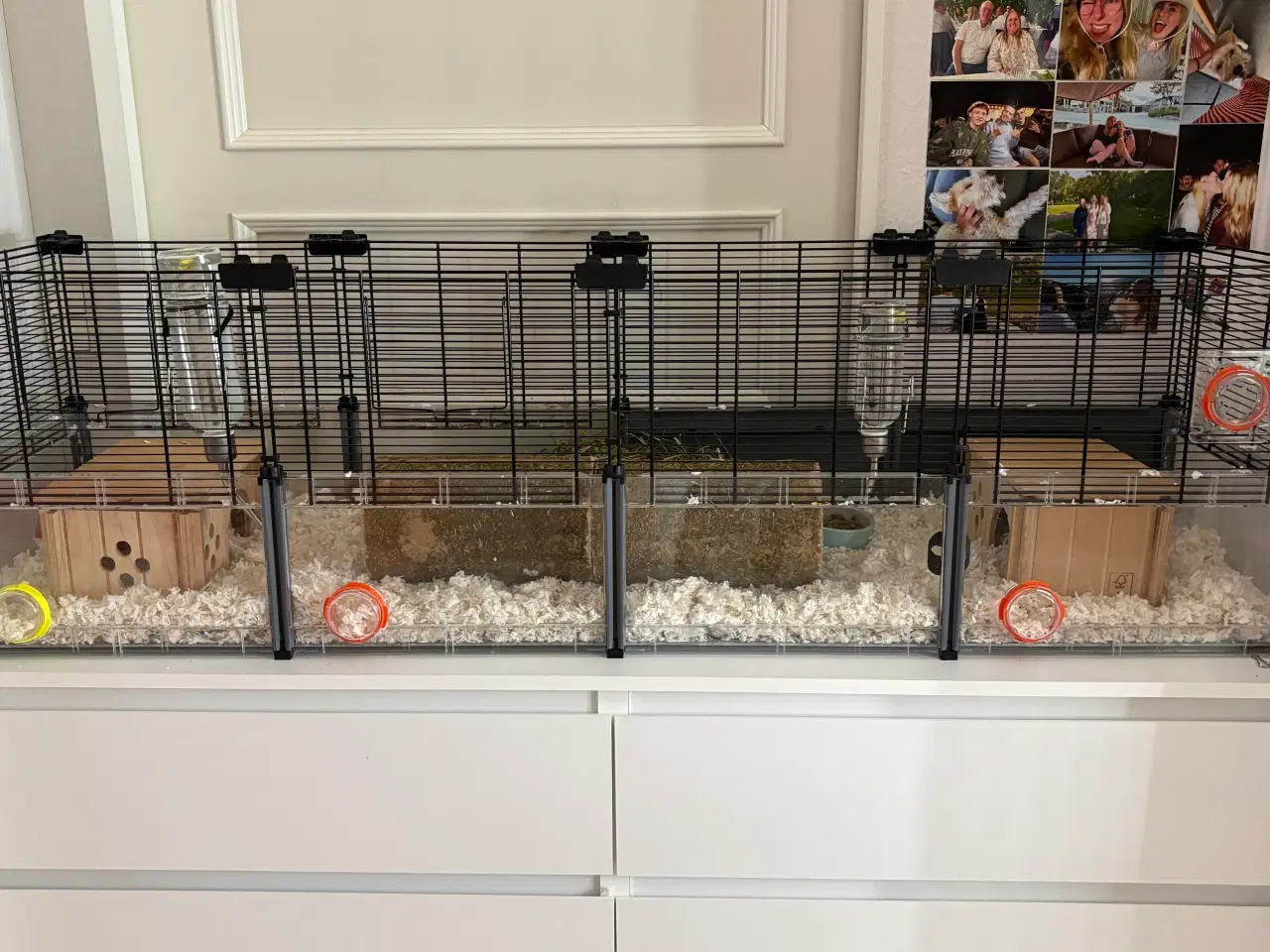 Billede 14 - To Han marsvin og tilbehør 