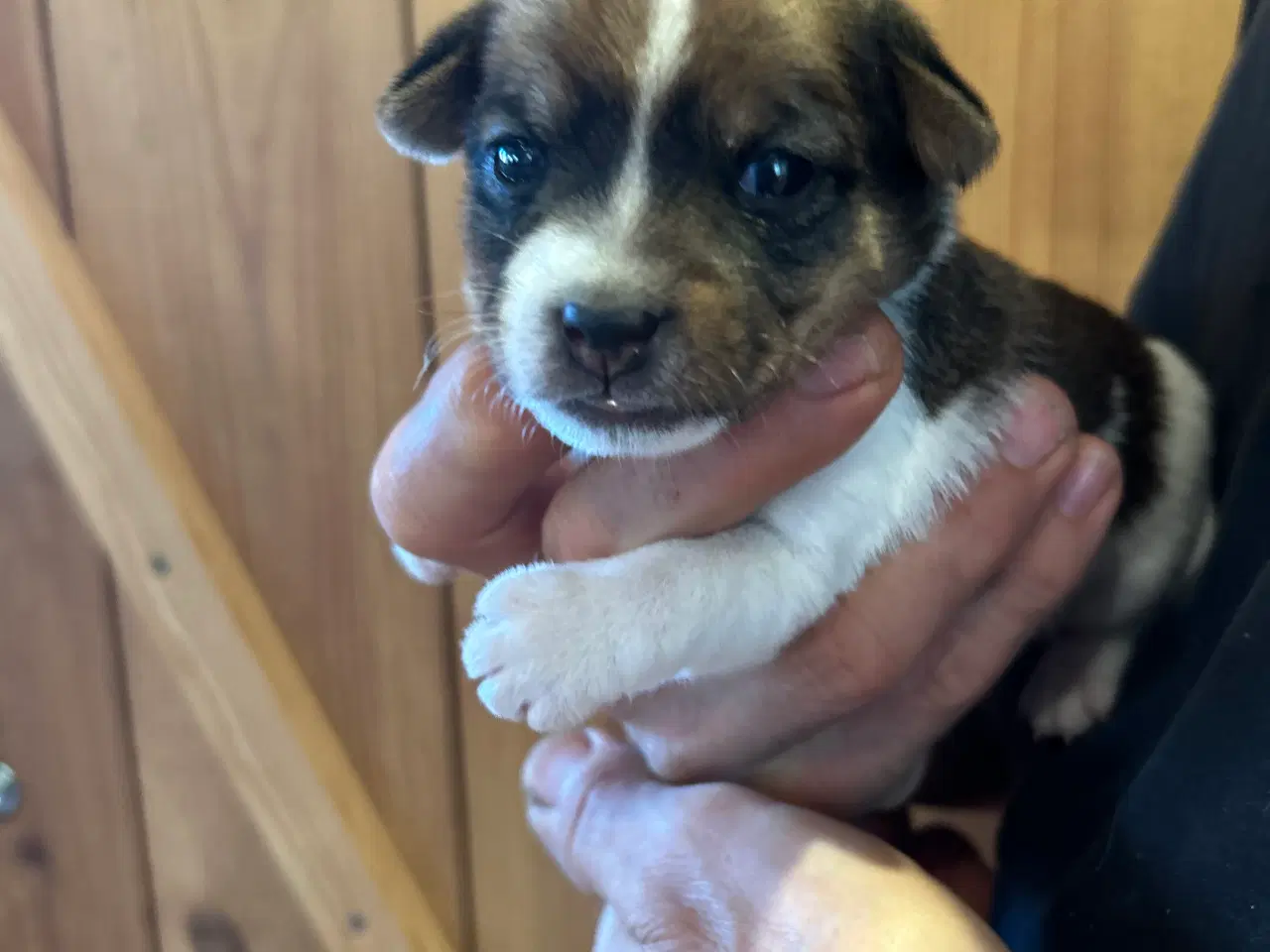 Billede 4 - Hvalpe Dansk/Svensk gårdhund blanding