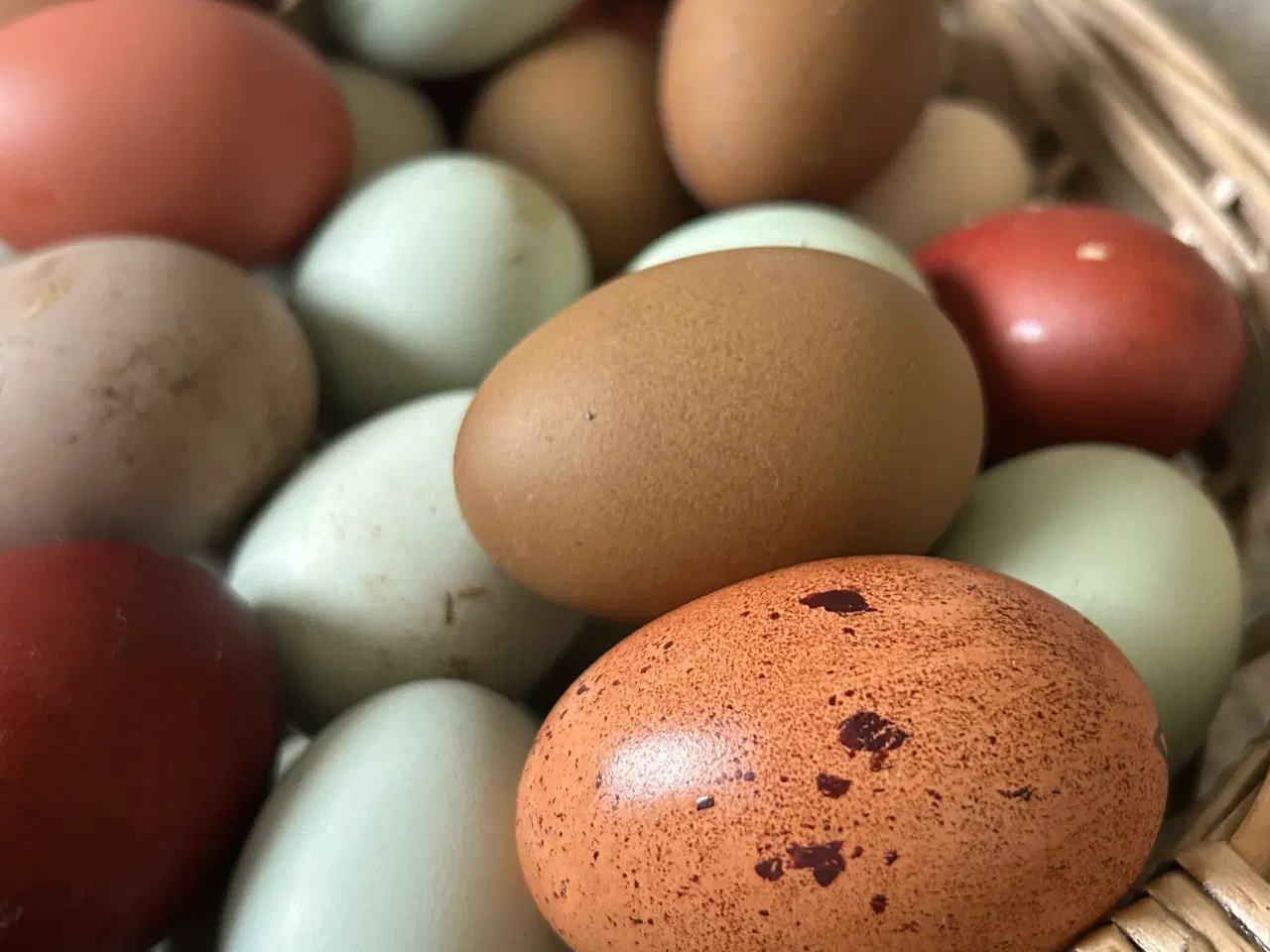 Billede 11 - Rugeæg I Gode Farver