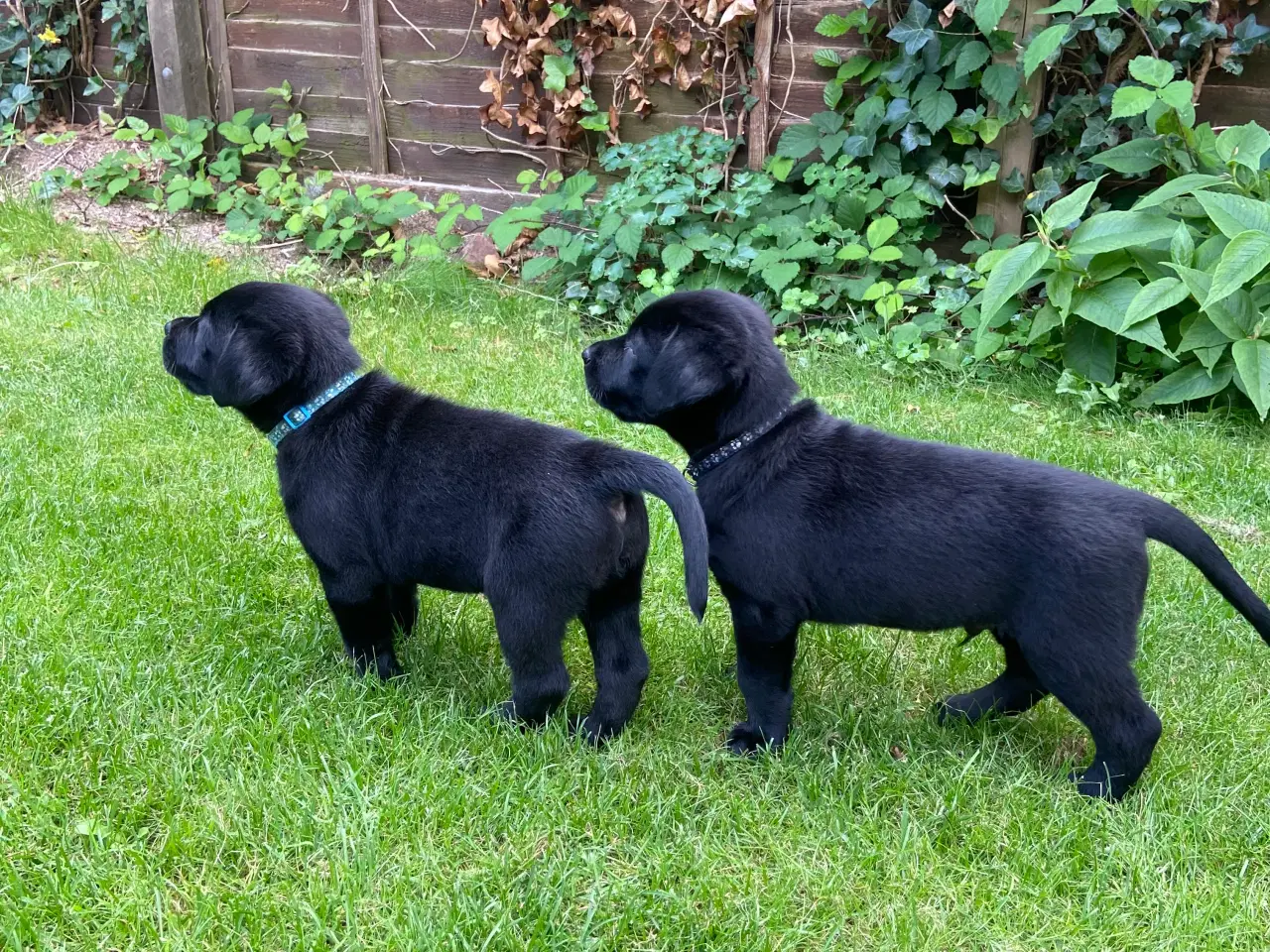 Billede 8 - Labrador (75%)/rottweiler (25%) blandinger 