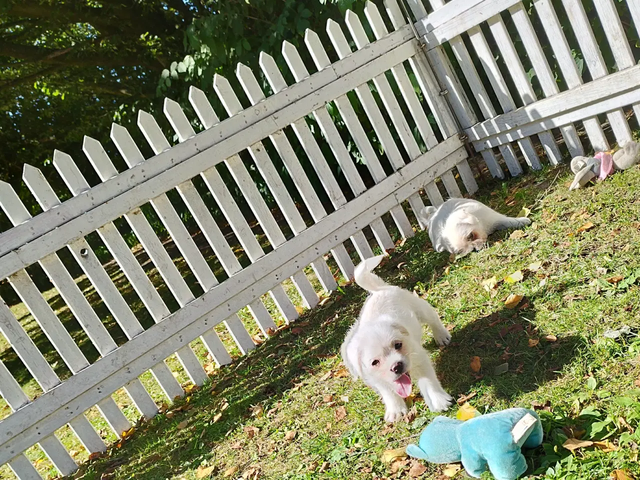 Billede 1 - Mops/Coton de Tulear hvalpe 