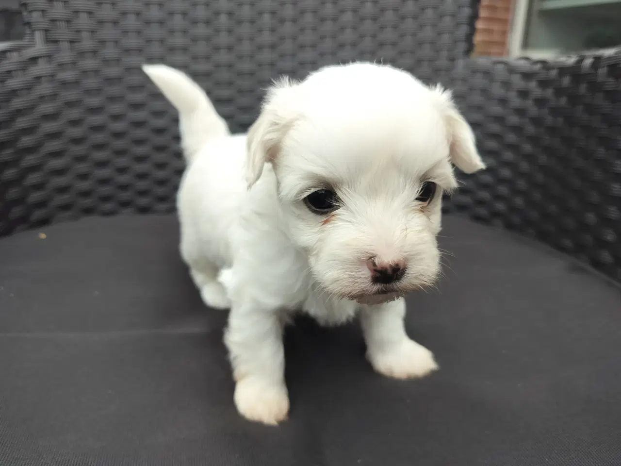 Billede 5 - Maltipoo hvalpe 