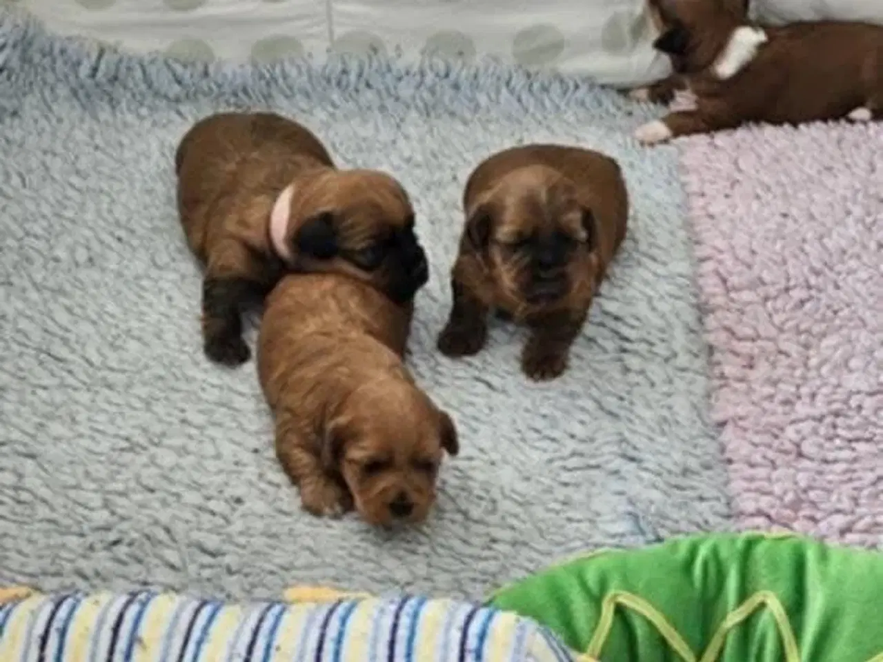 Billede 4 - Lækre røde Bichon Havanais hvalpe