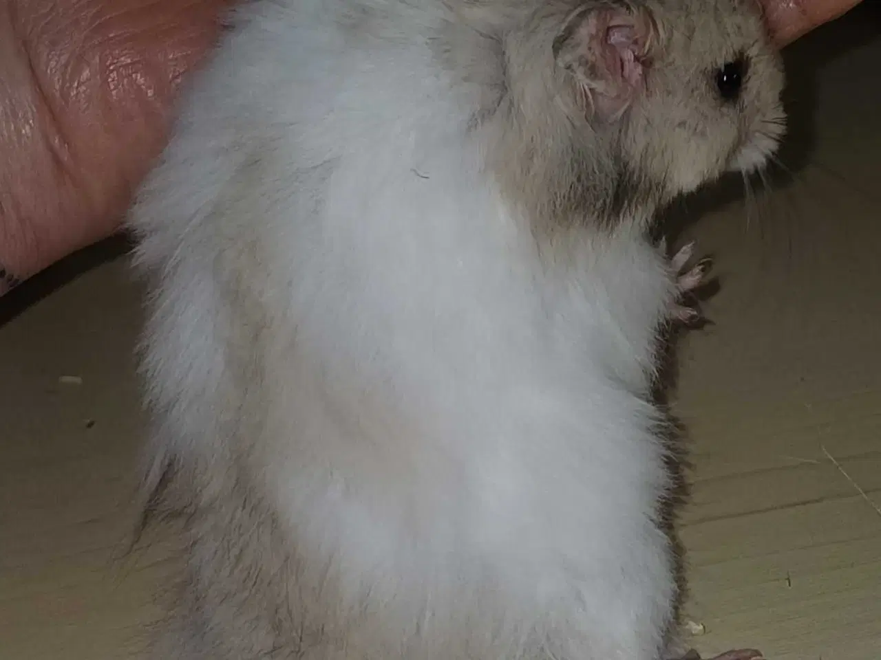 Billede 16 - Guldhamster unger