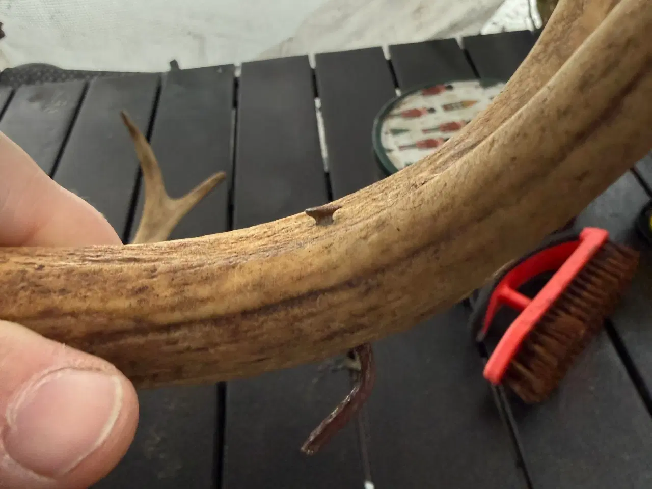 Billede 5 - Rådyr gevir til pynt