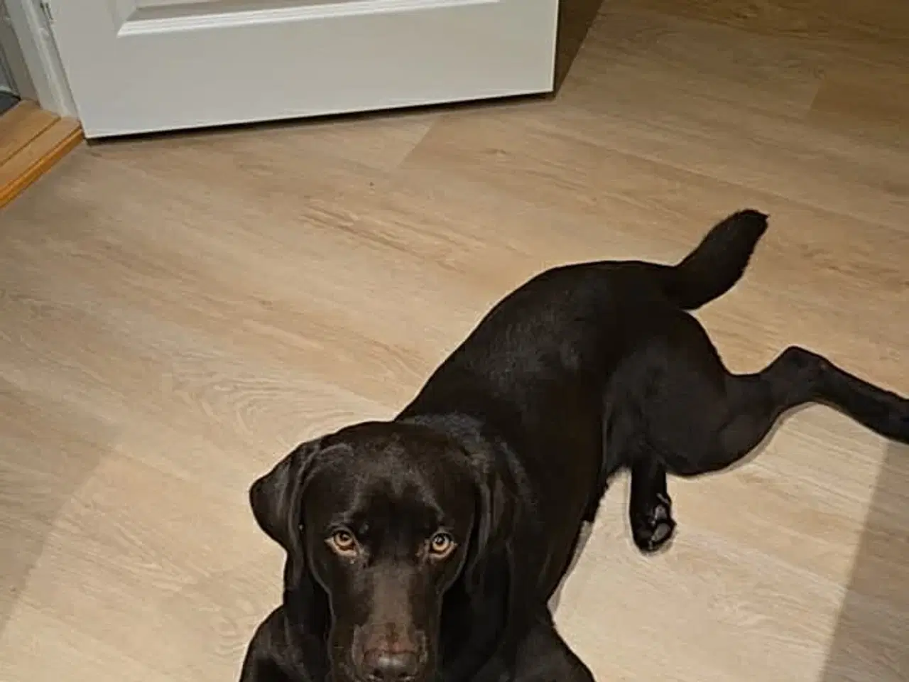 Billede 6 - Racerene sundhedskontrollerede lab hvalpe 