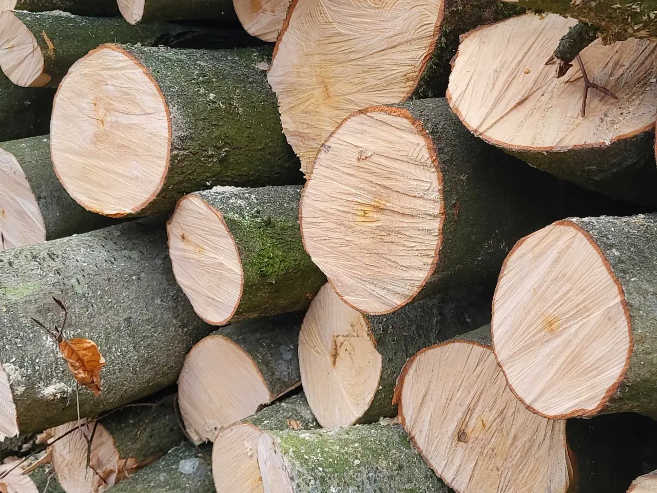 Billede 2 - Brænde - bøg og ahorn 1 meter stykker