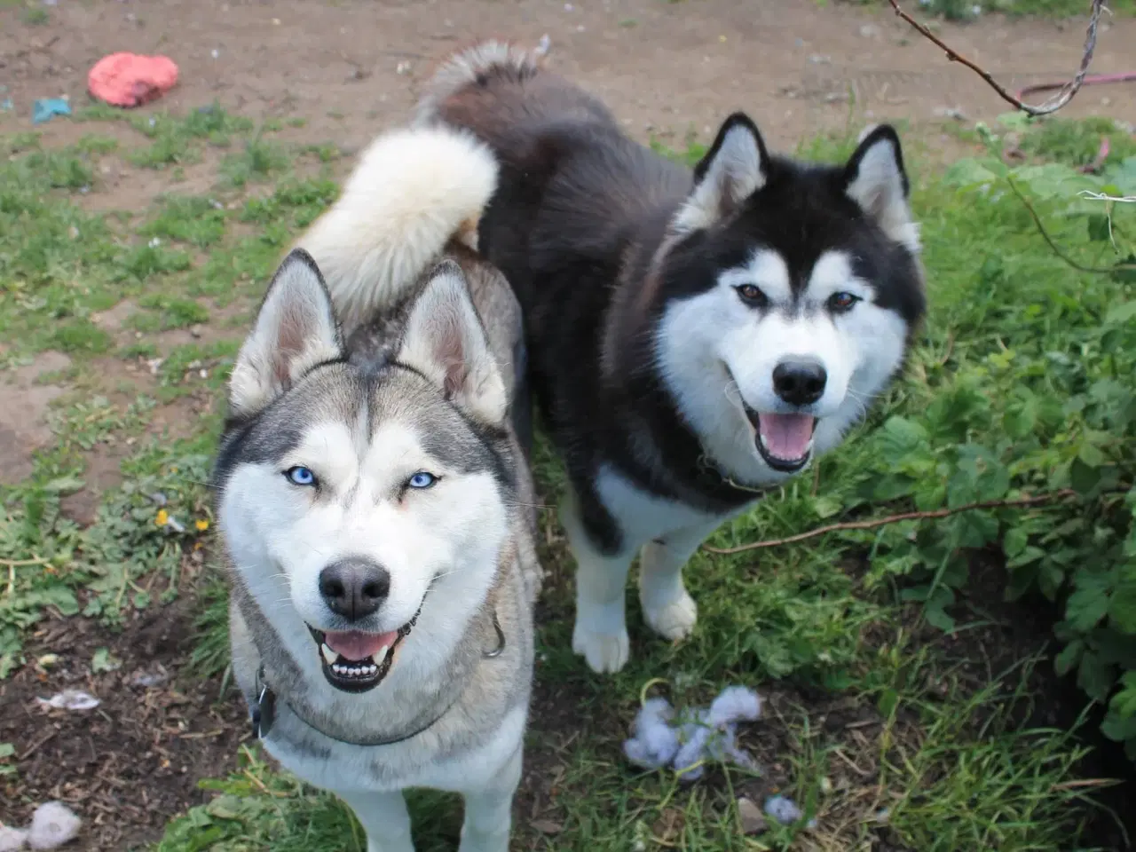 Billede 17 - Din nye husky ven venter på dig