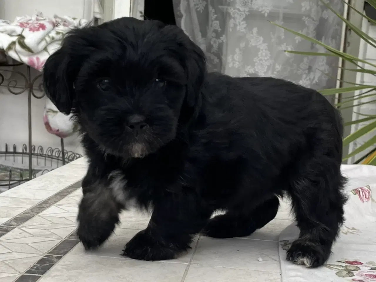 Billede 1 - Lhasa Doodle hvalpe