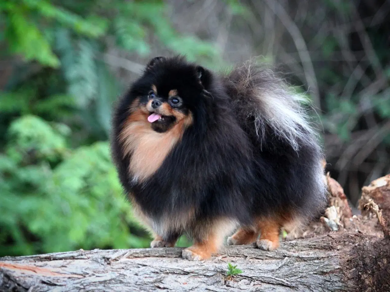 Billede 3 - Pomeranian han 