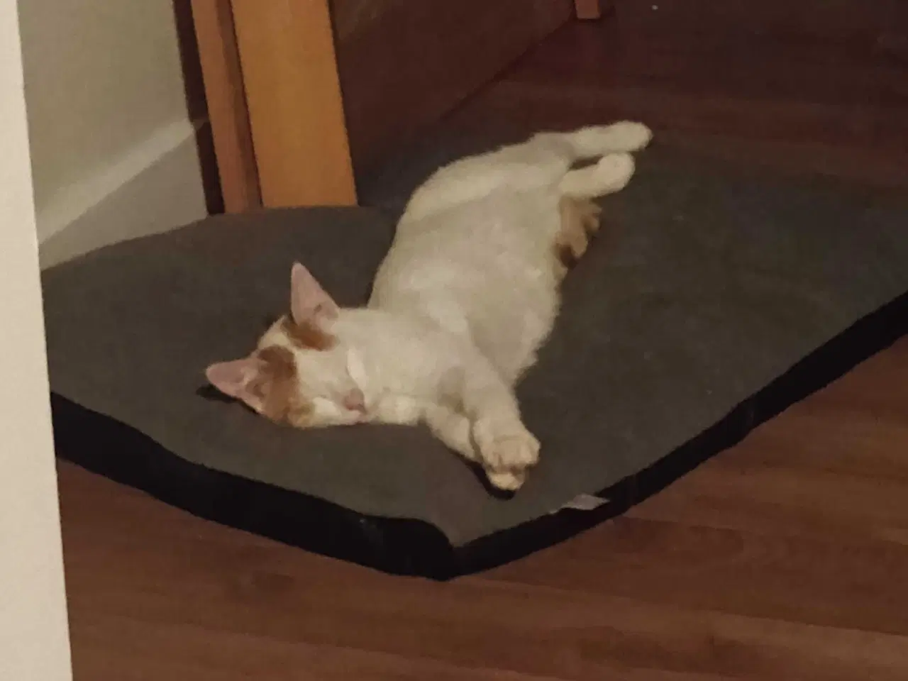 Billede 3 - Sødeste han kat sælges💔