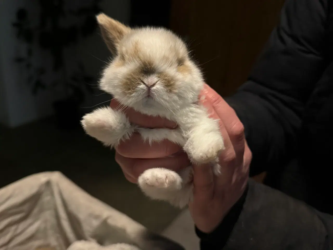 Billede 1 - Sødeste små kaninunger