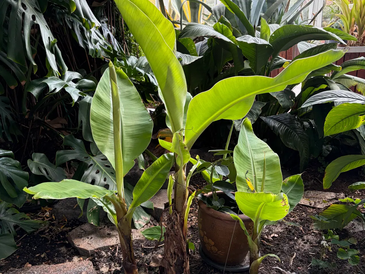 Billede 1 - 4 stk. flotte bananplanter/palmer