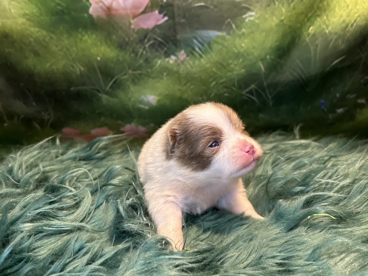 Billede 4 - Meget smukke Pomerania hvalpe 