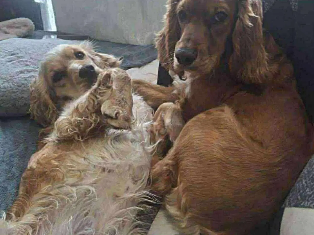 Billede 4 - Cockerspaniel par søger ny familie