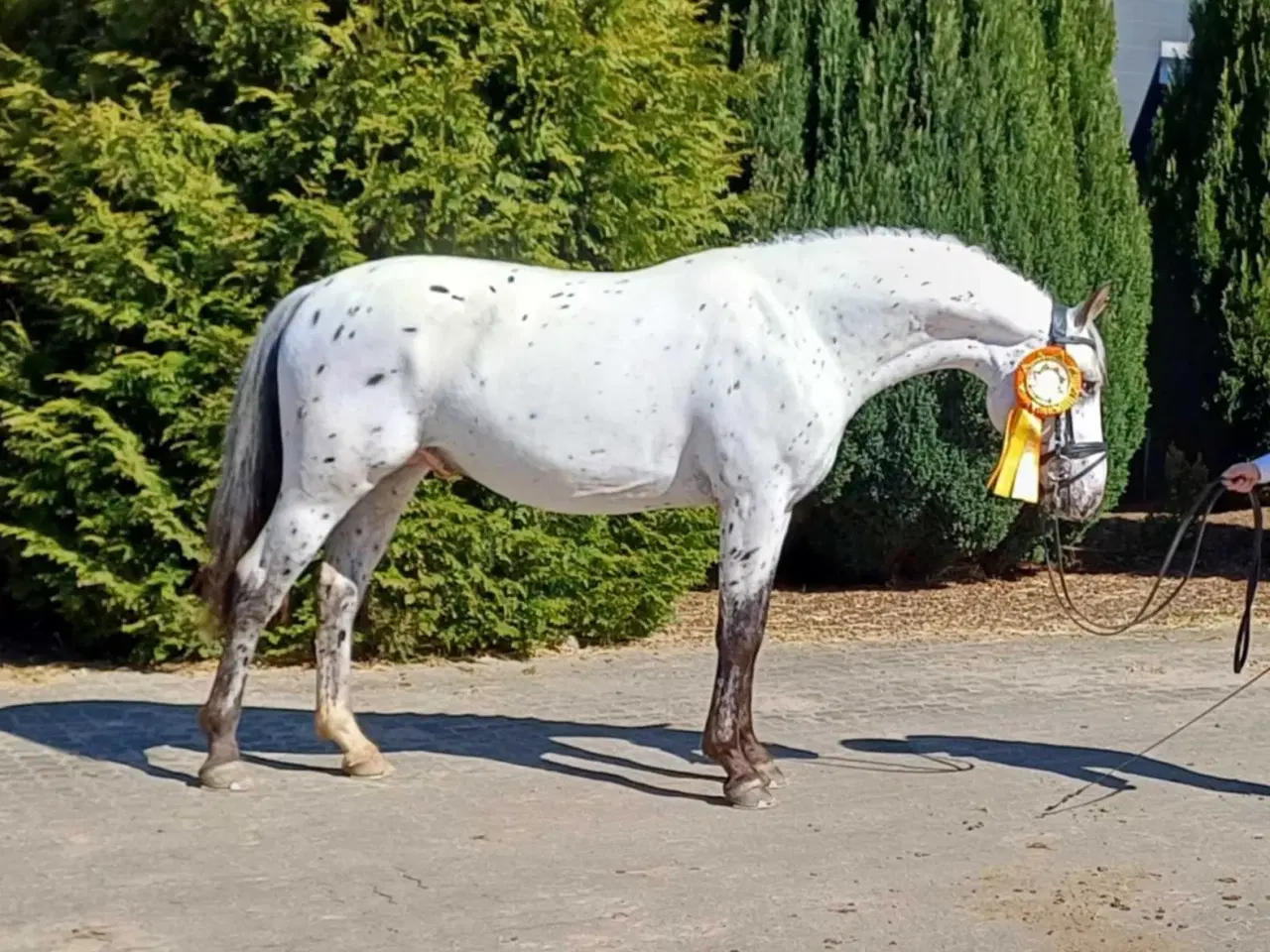 Billede 1 - Bedækning tilbydes ved knabstrupperhingst