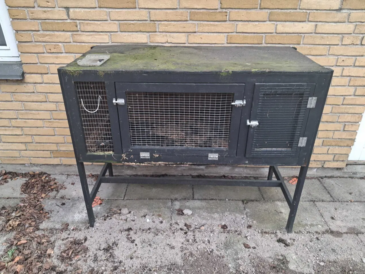 Billede 3 - Sød og rolig kanin