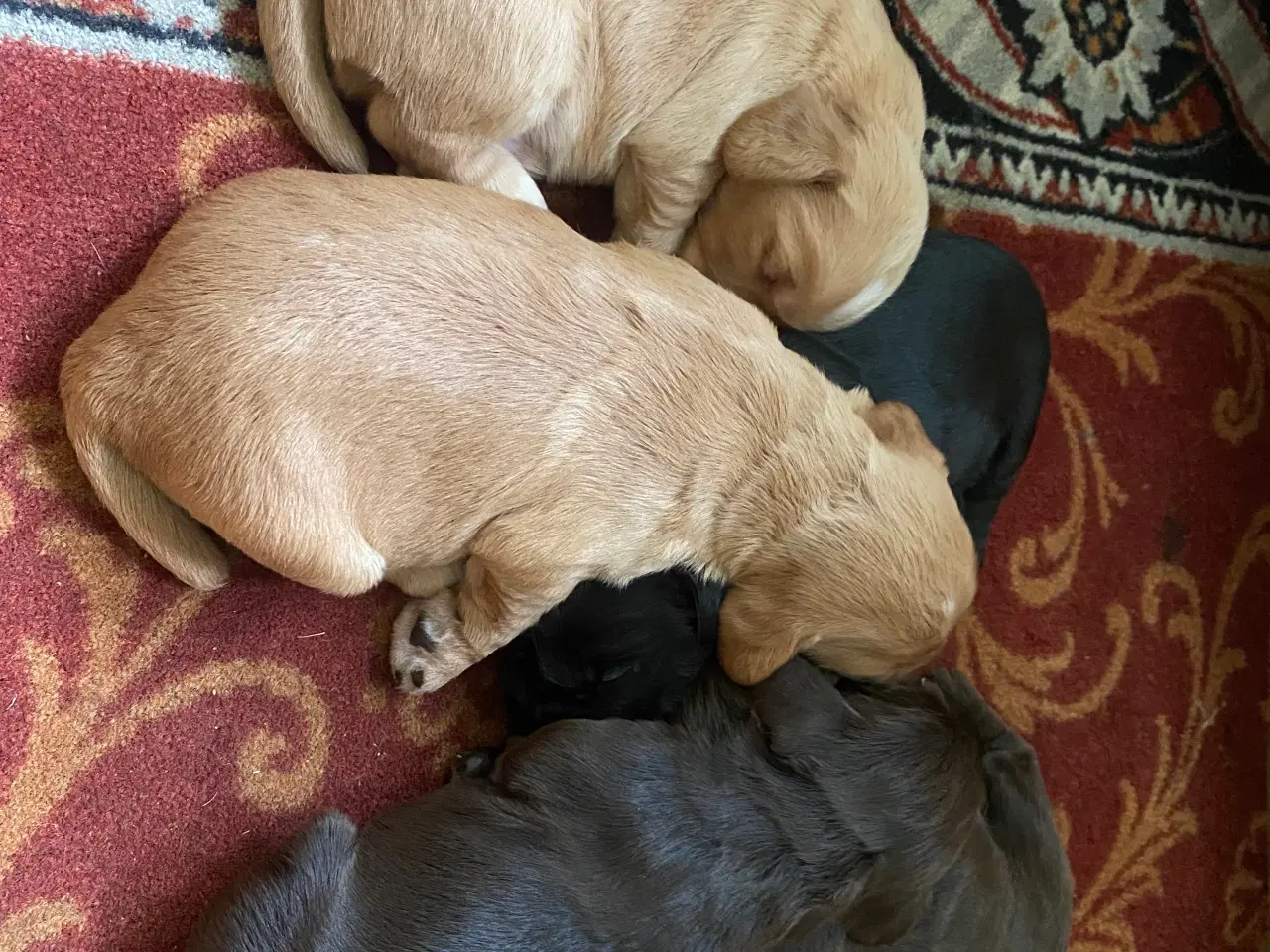Billede 2 - FT Cocker Spaniel hvalpe