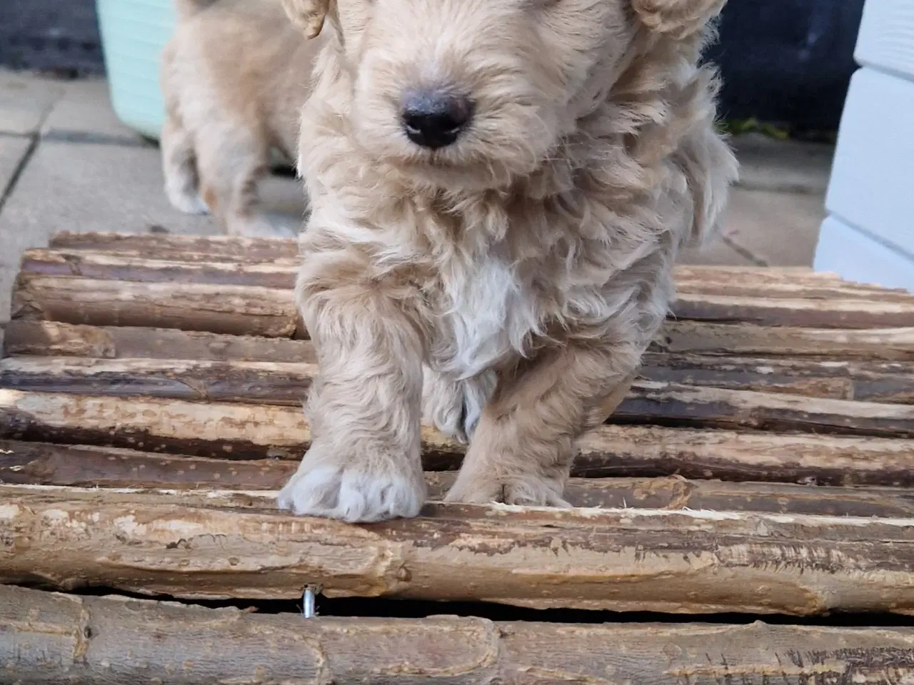 Billede 13 - Havapoo Puddel &Bichon Havanais hvalpe 