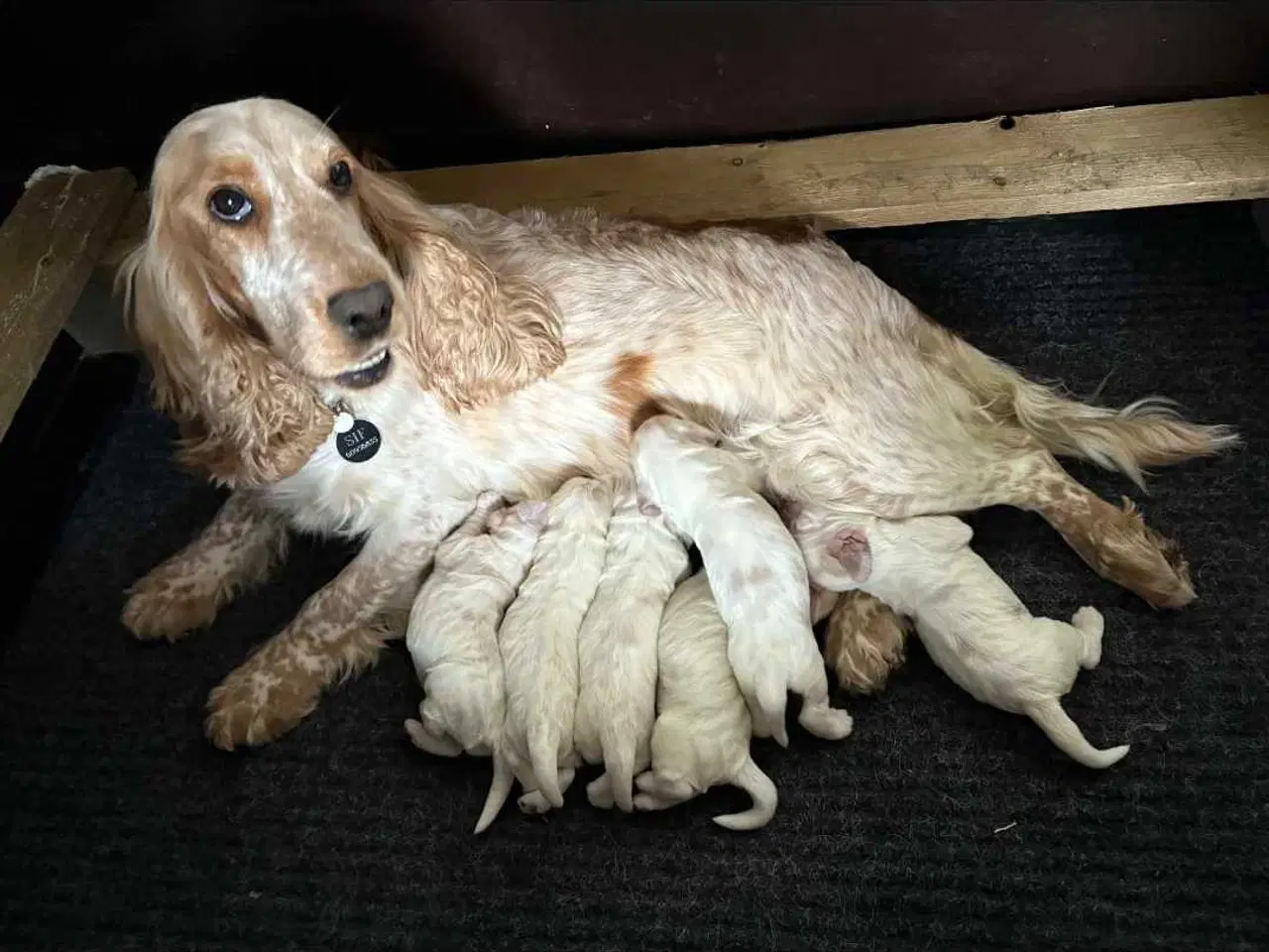 Billede 1 - Engelsk Cocker Spaniel hvalpe