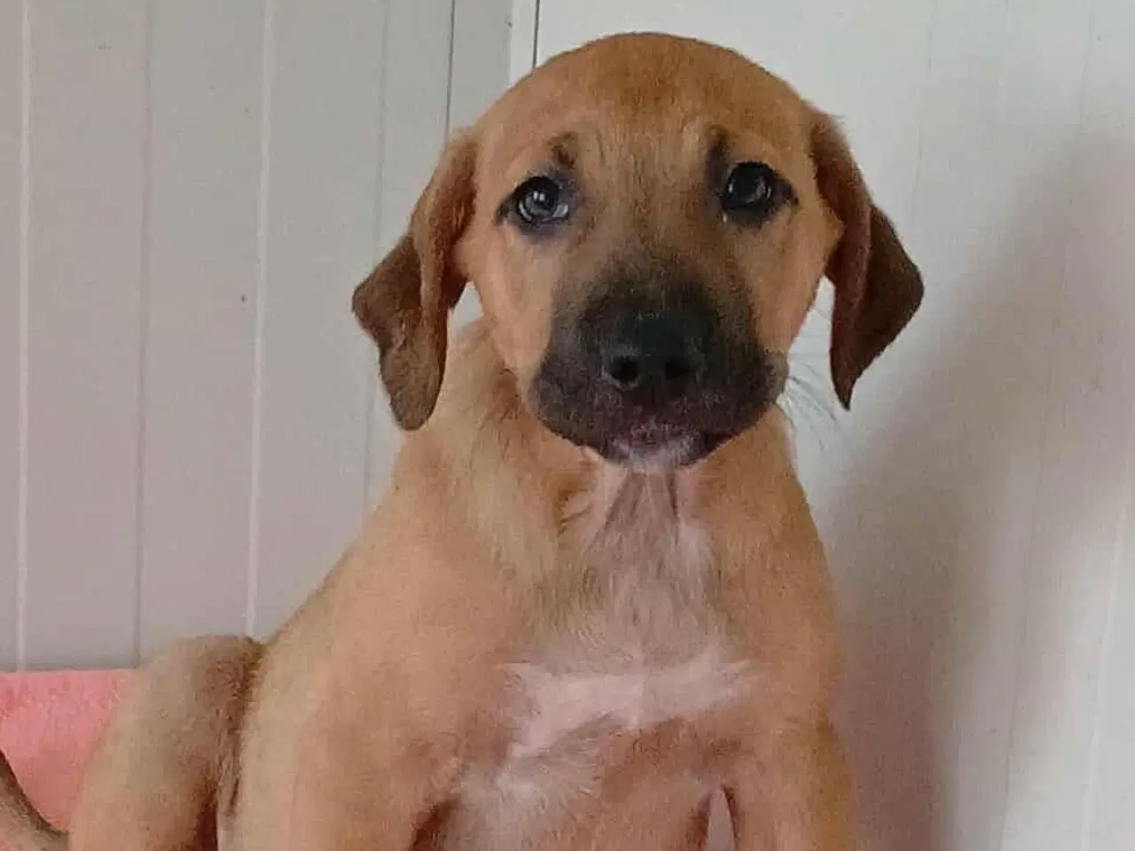 Billede 6 - Sødeste Odin søger familie 