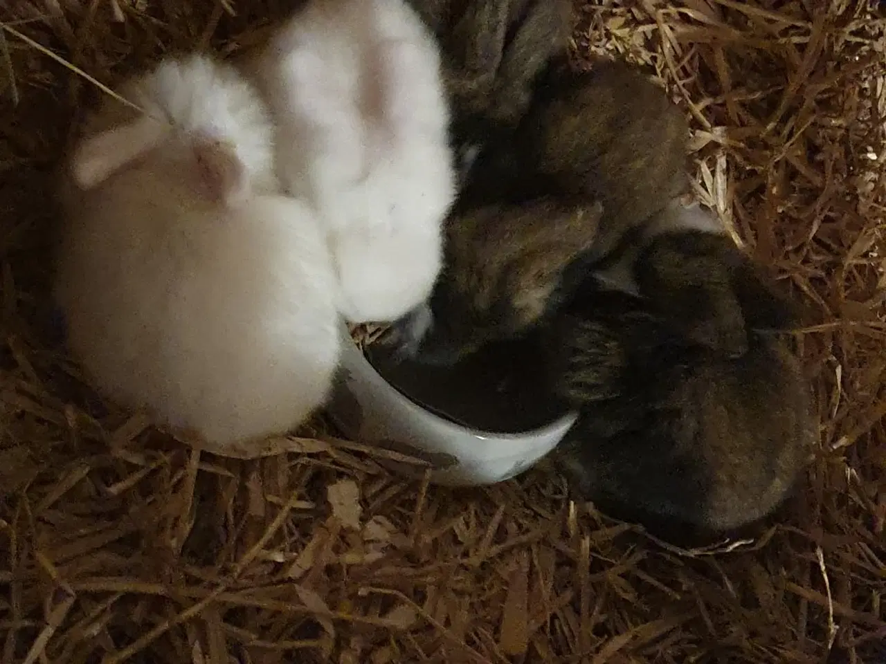 Billede 1 - Dværgkaniner