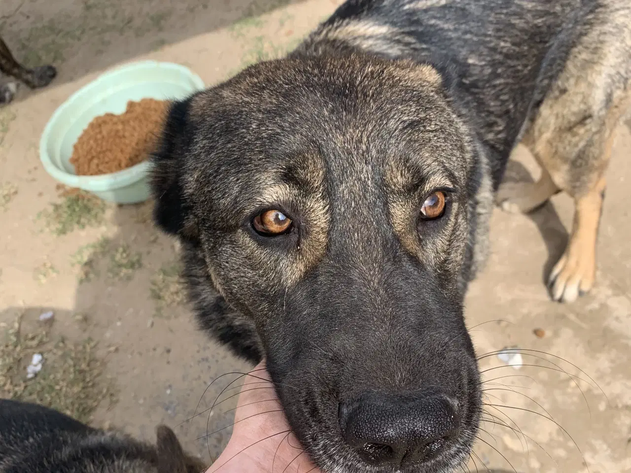 Billede 7 - Skøn bamse søger familie! 🤎