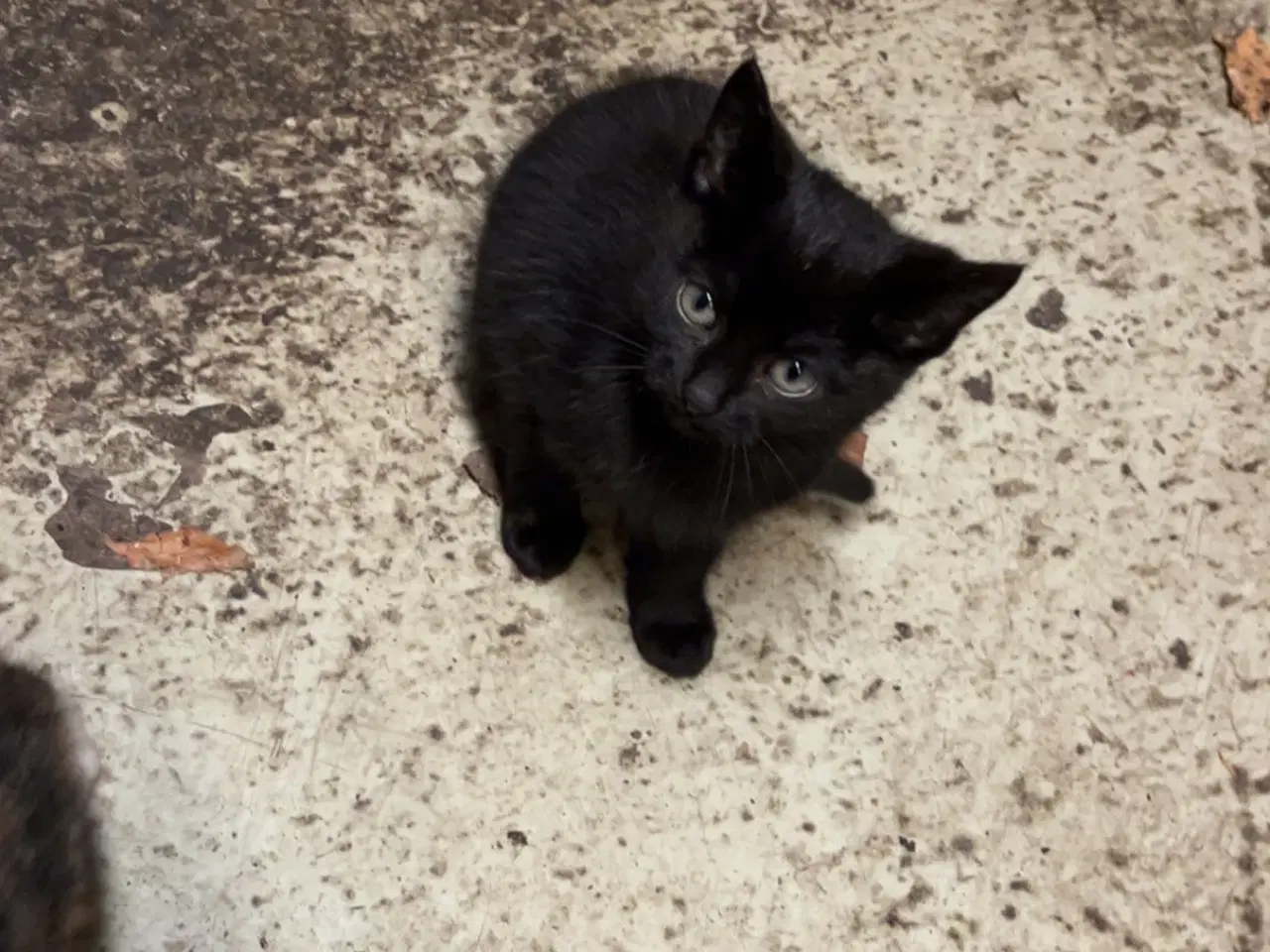 Billede 3 - Kattekillinger 