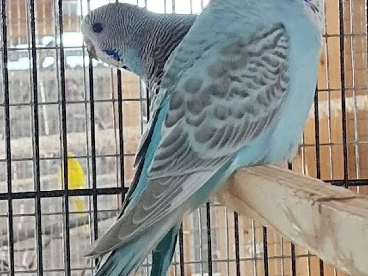 Billede 5 - Undulatunger 