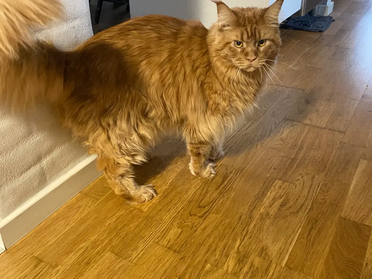 Billede 2 - Maine coon 