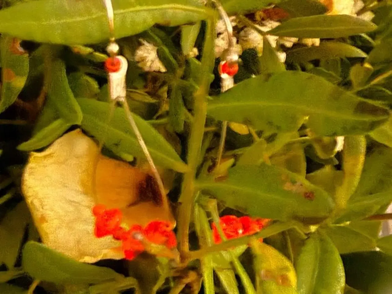 Billede 2 - Øreringe - perler på dråbeformet wire / tigertail