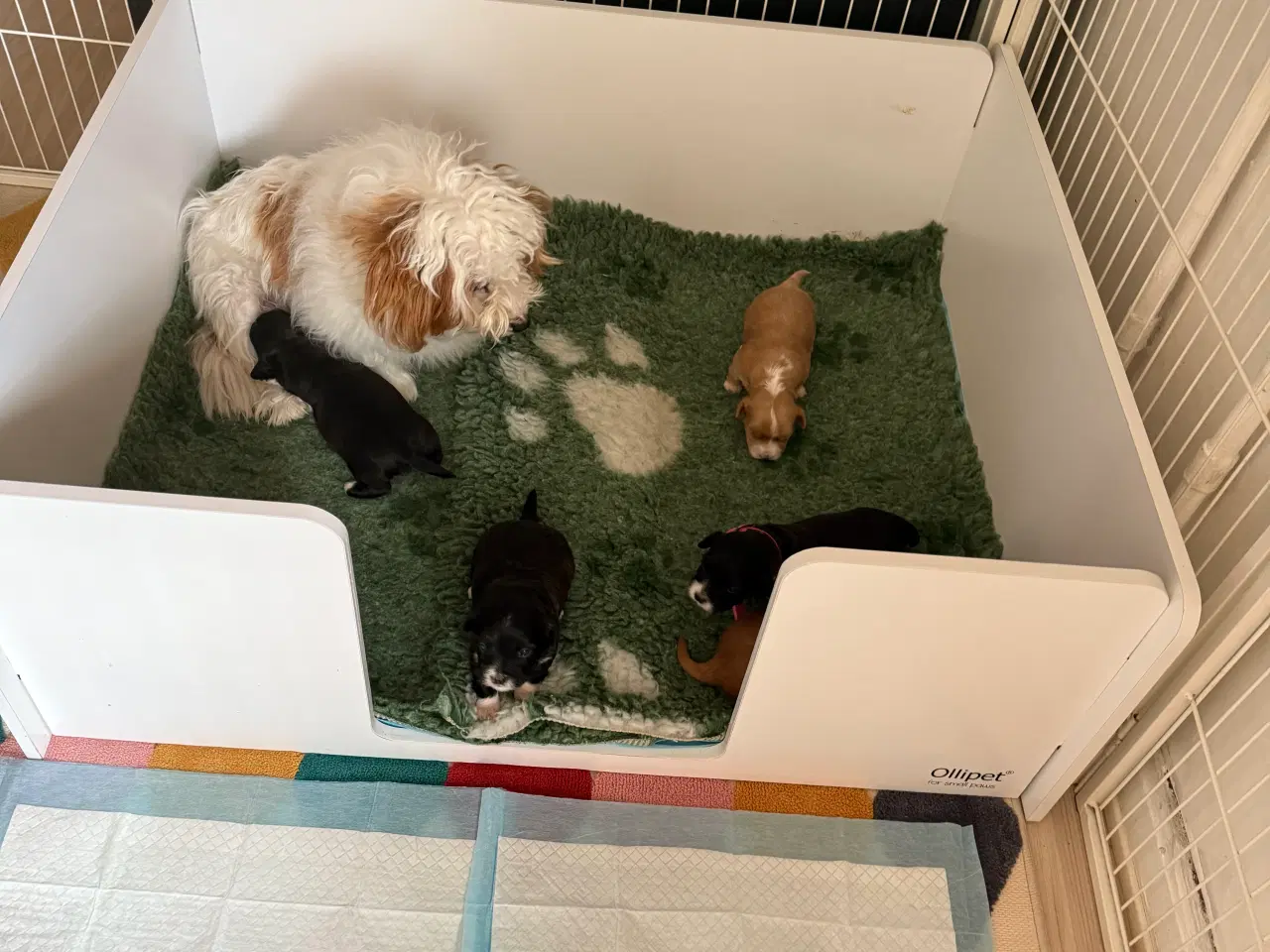 Billede 17 - Fantastisk dejlig familiehund allergivenlige