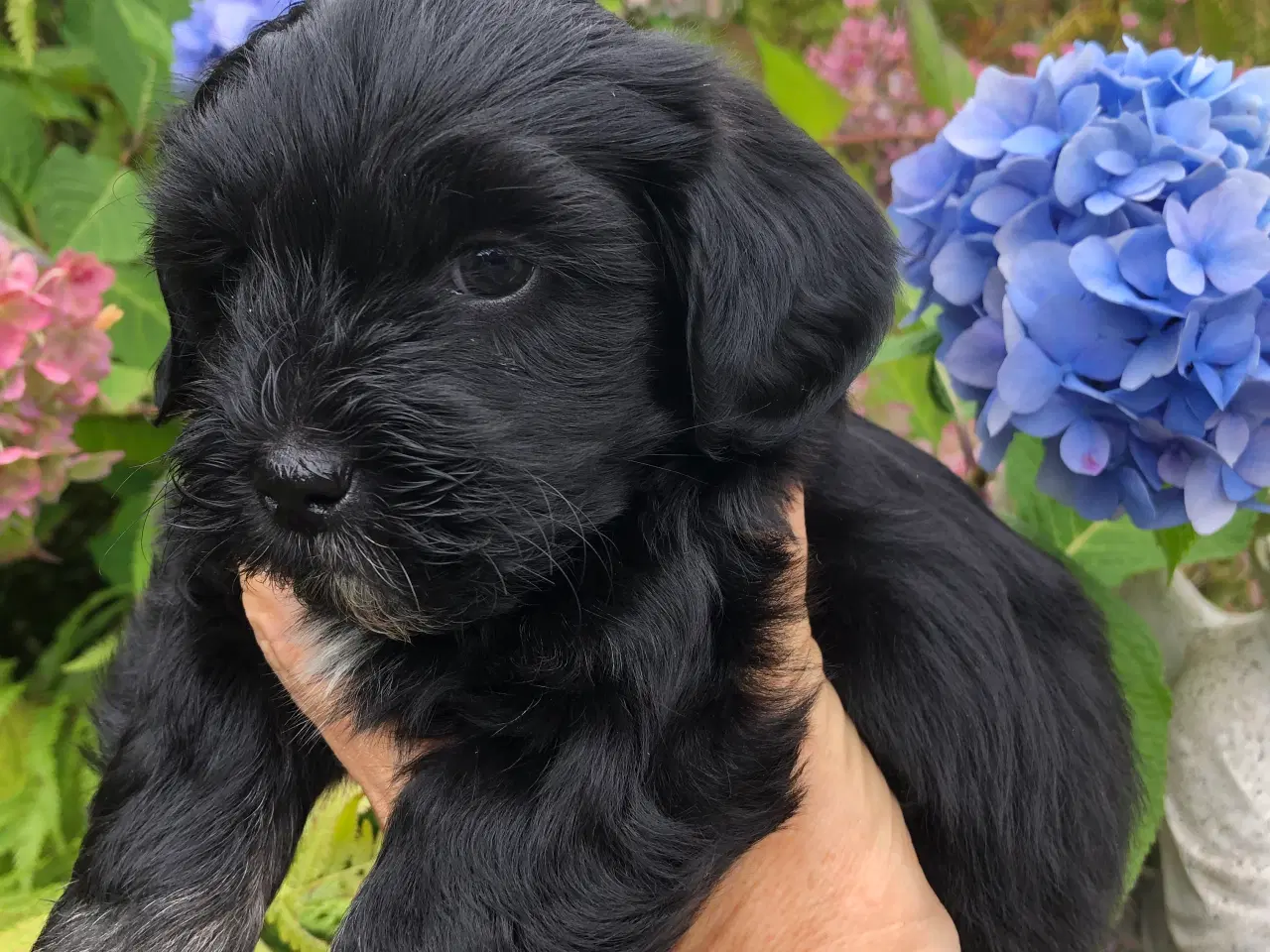 Billede 3 - Lhasa apso / puddel
