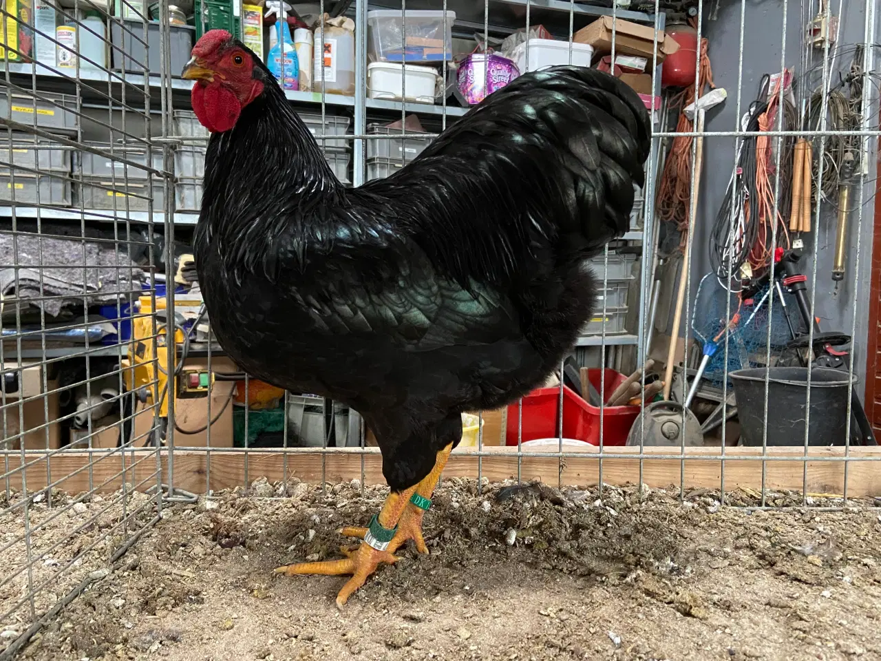 Billede 4 - Dværgwyandotter