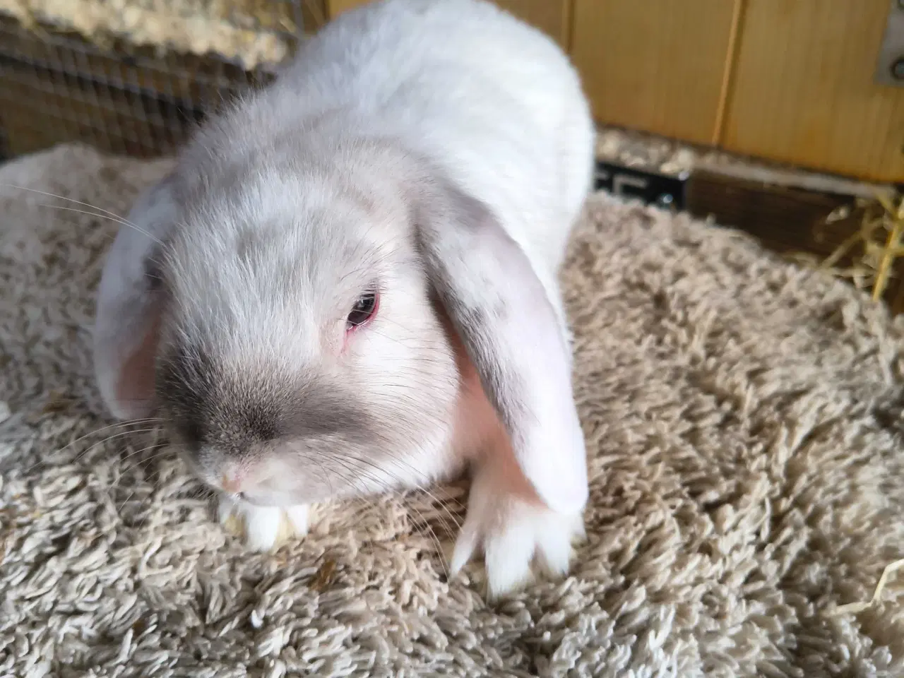 Billede 2 - Siameser unger 10 uger 