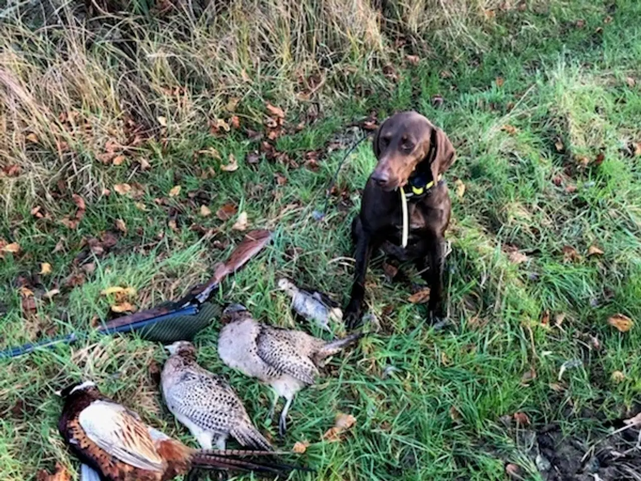 Billede 6 - Tysk korthåret hønsehund