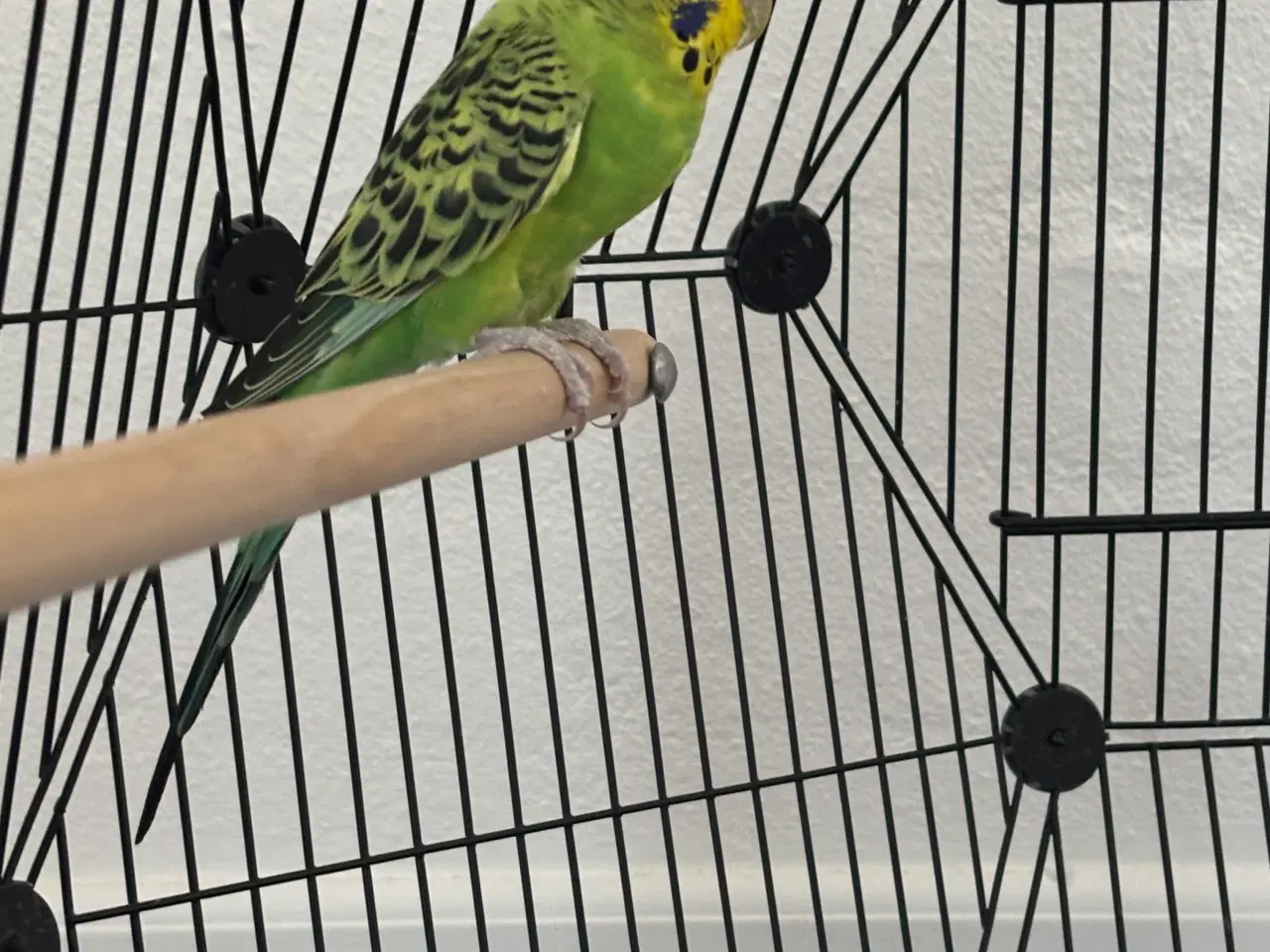 Billede 2 - Undulatbur med stativ og 2 undulater