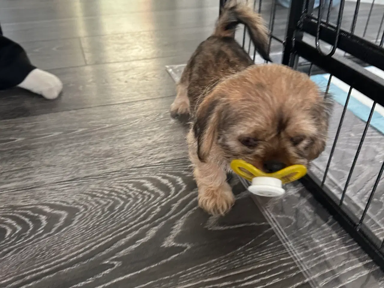 Billede 14 - Shih tzu blandinger 