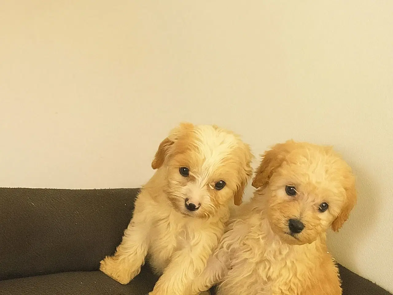 Billede 2 - Cavapoo