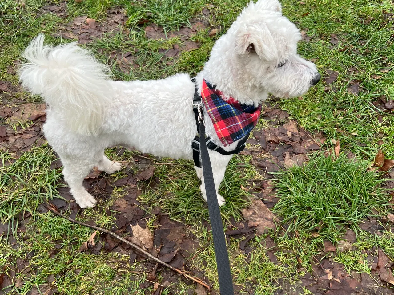 Billede 15 - Malteser/bichon hvalpe 