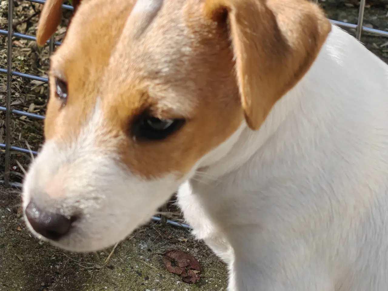 Billede 12 - Lækker Jack Russell Terrier hvalpe