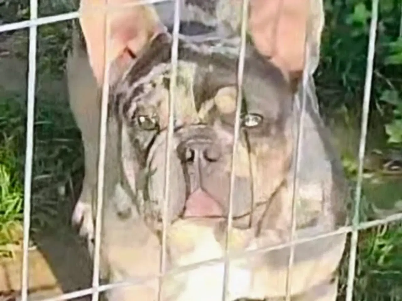 Billede 8 - Fransk bulldog hvalp. NEDSAT!