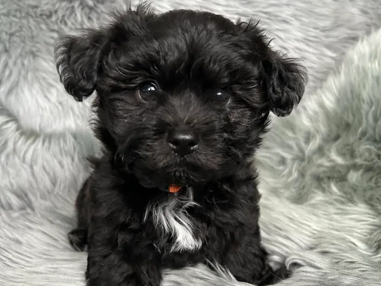 Billede 2 - Russkaya Tsvetnaya Bolonka (Bichon-familie)